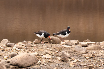 Oystercatchers hunting for food under rocks along the shoreline