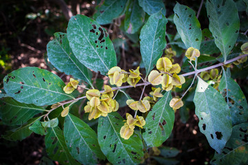Bushwillows or Combretums (Combretum Quadrangulare Kurz) seeds on branches on tree in the forest