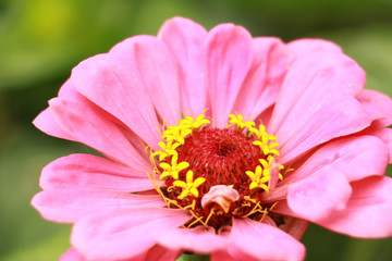 Obraz premium pink flower closeup