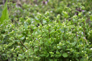 In the field in the soil grows Stellaria media