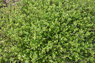 In the field in the soil grows Stellaria media