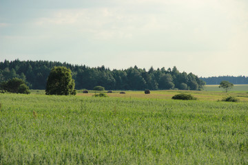 field and blue sky