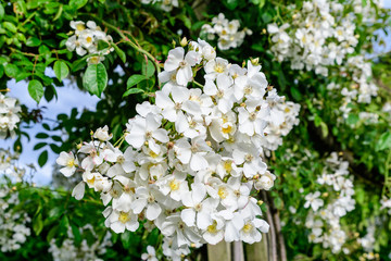 Bush with many large and delicate white roses in full bloom in a summer garden, in direct sunlight, with blurred green leaves in the background