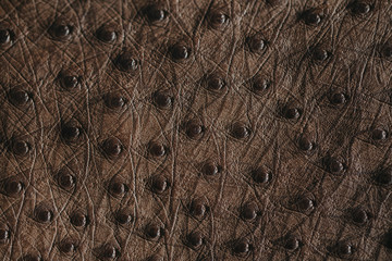 Close-up of ostrich leather. Flat-lay background of ostrich skin. 