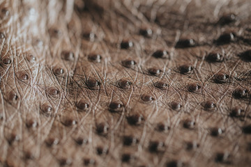 Close-up of ostrich leather. Flat-lay background of ostrich skin. 