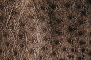 Close-up of ostrich leather. Flat-lay background of ostrich skin. 