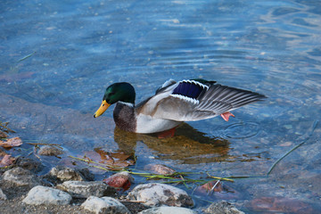 duck on the water