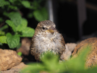 passer domesticus in peppermint