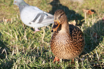duck on grass