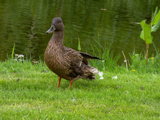 duck on the grass