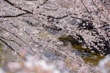 恩田川と桜