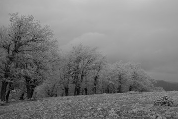  fairytale picture in a frozen forest