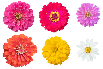 Multi color chrysanthemums as background picture.flower on clipping path.