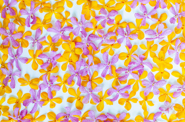 Pink and yellow color orchids cutting and put together for backdrop and background concept.
