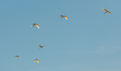 few great white egrets flying on blue sky