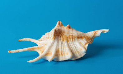 Sea shell on a blue background