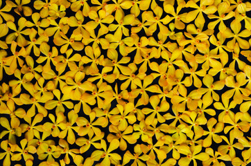 Yellow color orchids put on black background. Backdrop and background concept.