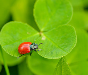 red beetle crawling on three leaf clover
