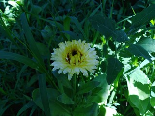 nagietek ©  Przyroda 