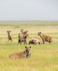 Spotted Hyena with a piece of meat at  Amboseli National Park, Kenya, Africa