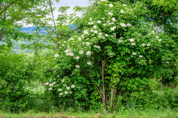 Many delicate white flowers and green blurred leaves of Sambucus tree, known as elder or elderberry in a sunny spring garden in Scotland, beautiful outdoor floral background