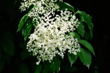 Many delicate white flowers and green blurred leaves of Sambucus tree, known as elder or elderberry...