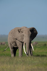 Fototapeta premium Elephant with a big tusk at Amboseli National Park, Kenya, Africa