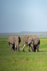 Naklejka na ściany i meble Two elephants grazing together at Amboseli National Park, Kenya, Africa