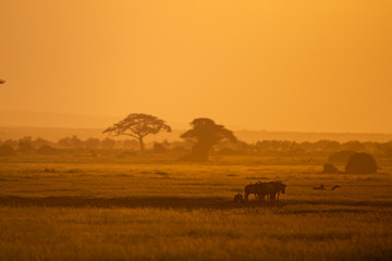 Obraz premium Wildebeest are standing in the very warm evening light at Amboseli National Park, Kenya, Africa