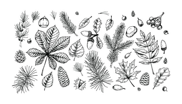 Big set of hand drawn forest design elements. Vector illustration in sketch style isolated on white background. Includes leaves, cones, branches, acorns, chestnuts