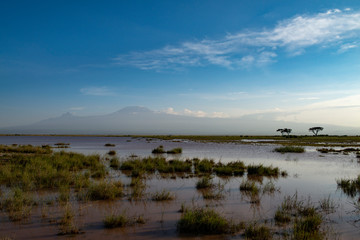 The Marshy landscape of Amboseli National Park, Kenya, Africa