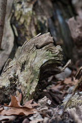 Tree Stump Macro