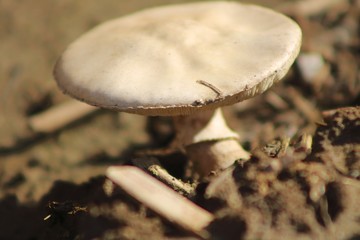 mushroom in forest