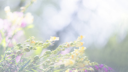 Mystical defocused background with purple heather bushes and nice bokeh circles. Author processing of the photo. Copy space.