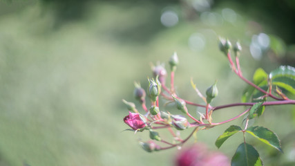 Mystical defocused background with purple heather bushes and nice bokeh circles. Author processing of the photo. Copy space.
