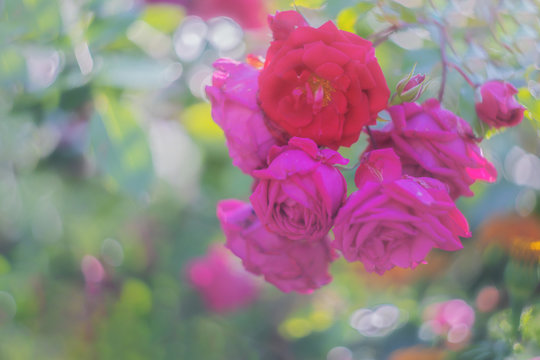 Floral spring, natural landscape with flowers of bush garden roses and beautiful bokeh circles. Delicate image, soft focus, author's processing