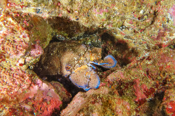 Graeter slipper lobster-Grande cigale (Scyllarides latus), Pido island, Azores.