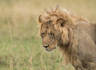 A lion in savannah grassland, Masai Mara, Kenya