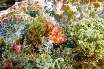 Red scorpionfish-Rascasse rouge (Scorpaena Notata), Pico island, Azores.