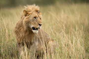 Portrait of a subadult lion at Masai Mara grassland, Kenya