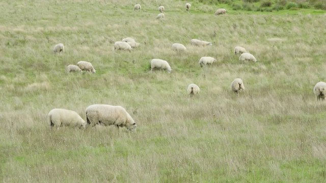 Sheep walk, run and eat in a field of tall grass in a daylight.