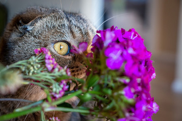 Gorgeous brown Scottish fold cat hiding behind a flower bouquet