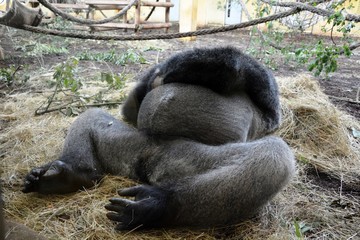 A gorilla lying on the ground