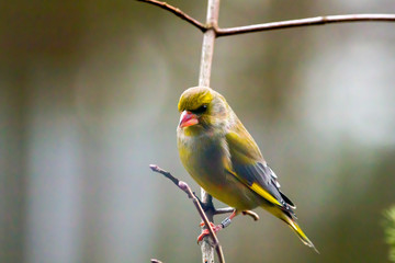 Greenfinch bird rests on a branch.