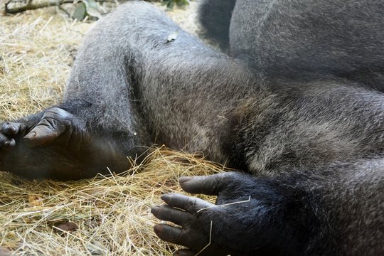 A gorilla lying on the ground