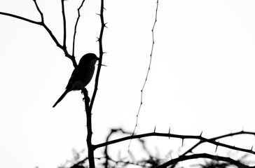Silhouette of Great Grey Shrike perched on acacia tree at Hamala, bahrain