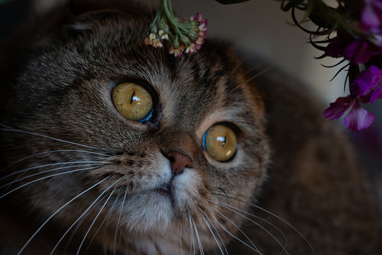 Gorgeous brown Scottish fold cat hiding behind a flower bouquet