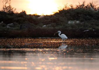 Western reef heron white morphed fishing at Asker coast, Bahrain