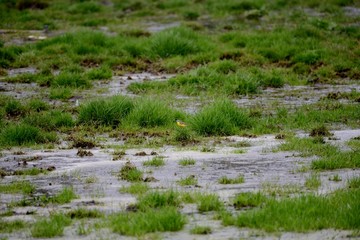 bird yellow wagtail in wetland