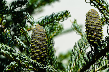 Branches of spruce Abies koreana Silberlocke with green and silver spruce needles and with large young cones on white blurred background. Selective focus. On bumps are traces of leaking white resin.